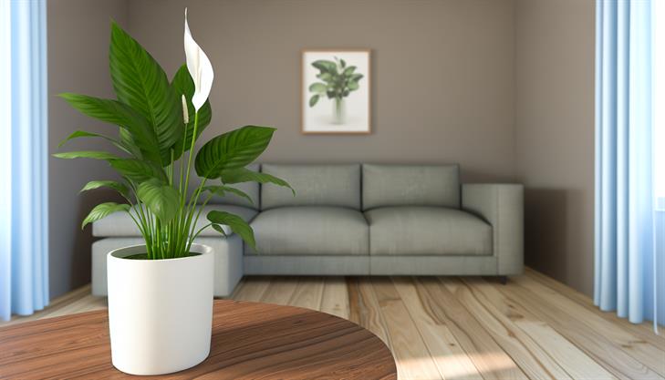 Peace Lily plant care essentials, vibrant green leaves, serene indoor gardening atmosphere.