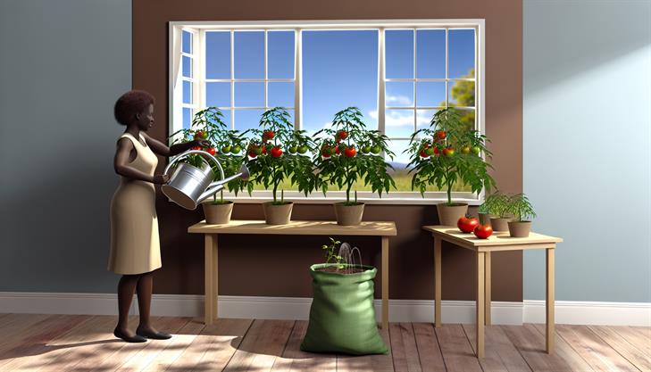 Indoor tomato plant cultivation in progress, featuring vibrant green leaves and ripening tomatoes, highlighting techniques from the complete guide.